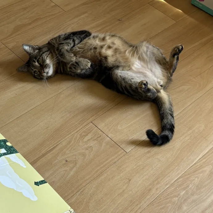 Jade's Pacific Coast Kitties