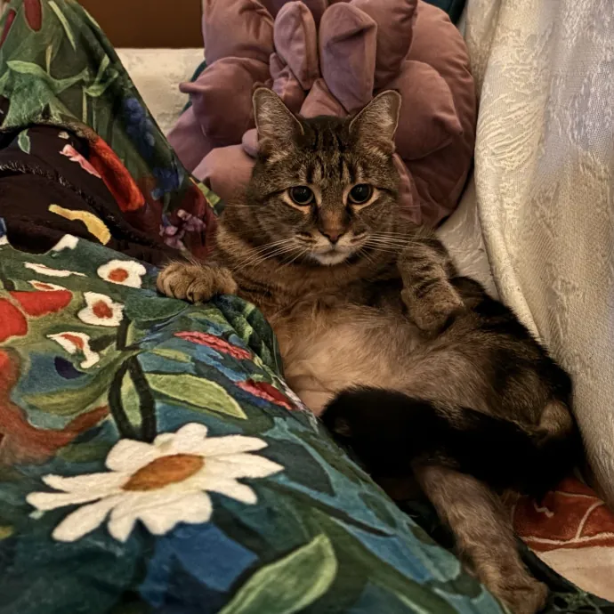 Jade's Pacific Coast Kitties