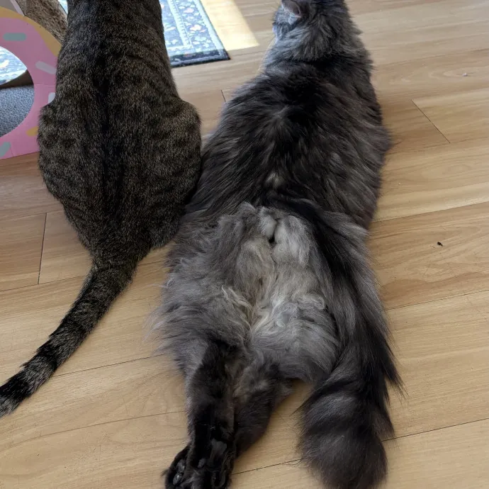 Jade's Pacific Coast Kitties