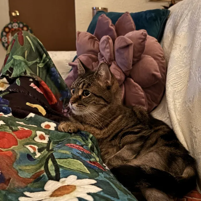 Jade's Pacific Coast Kitties