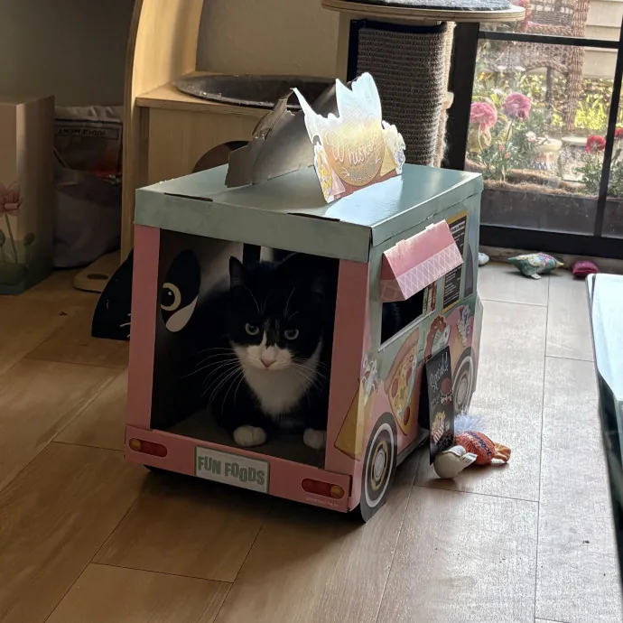 Jade's Pacific Coast Kitties