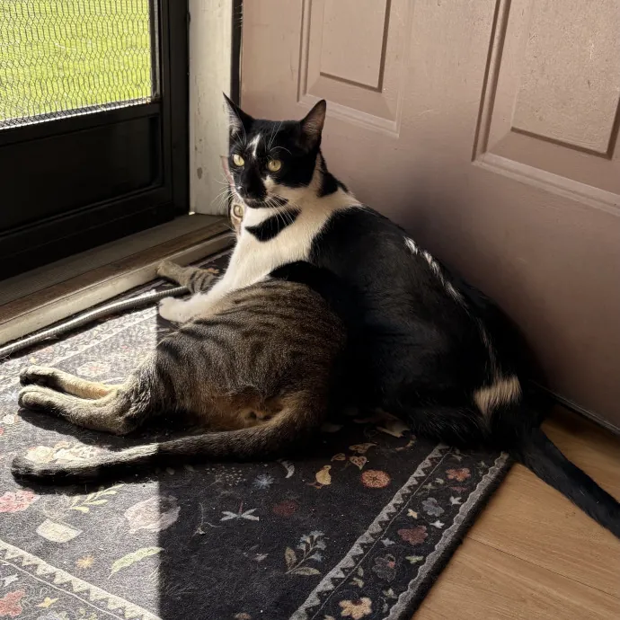 Jade's Pacific Coast Kitties