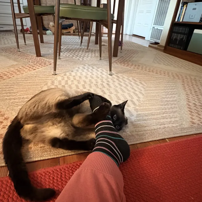 Jade's Pacific Coast Kitties