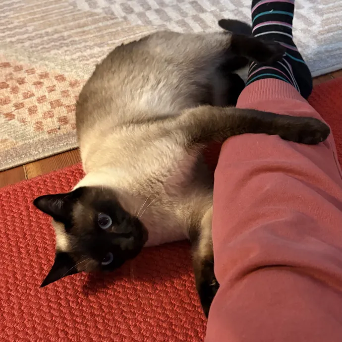 Jade's Pacific Coast Kitties