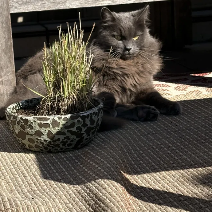 Jade's Pacific Coast Kitties photo 3