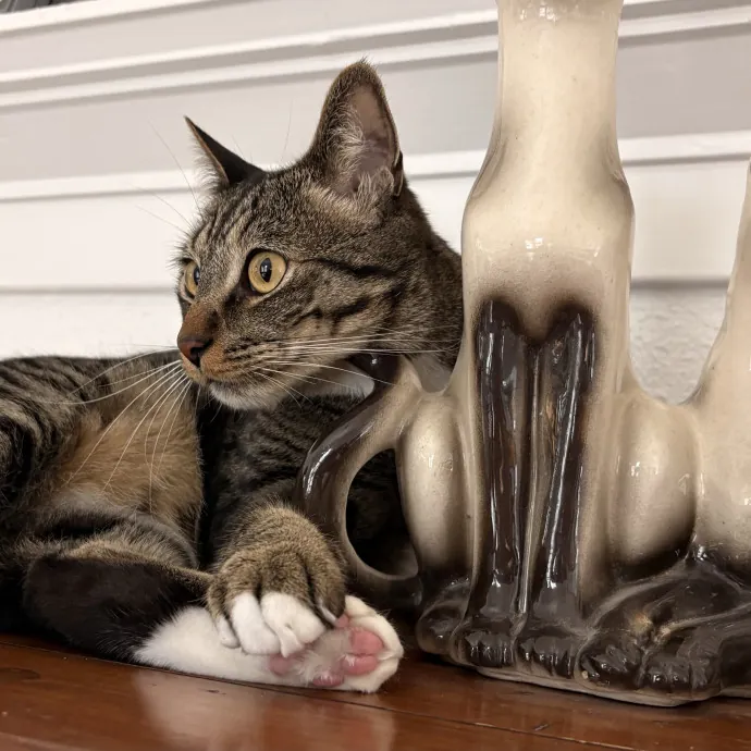 Jade's Pacific Coast Kitties photo 2