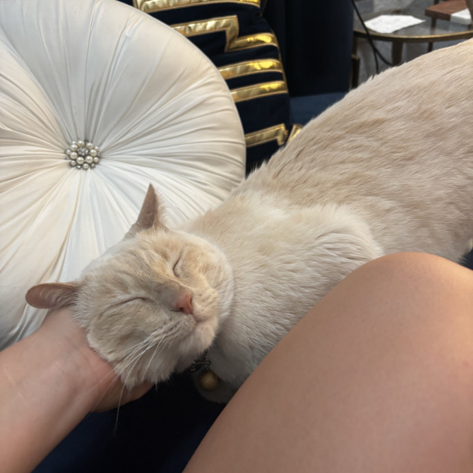 Researcher By Day Cat Lover All Day