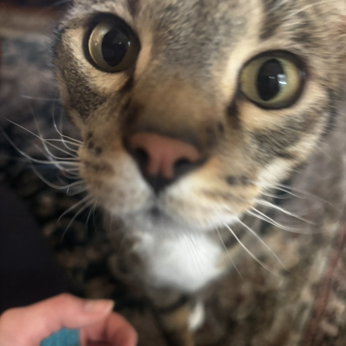 Researcher By Day Cat Lover All Day