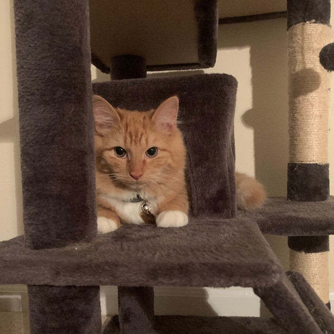 Pawsitively Alaina Your Trusted Cat Concierge