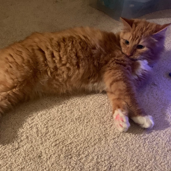 Pawsitively Alaina Your Trusted Cat Concierge