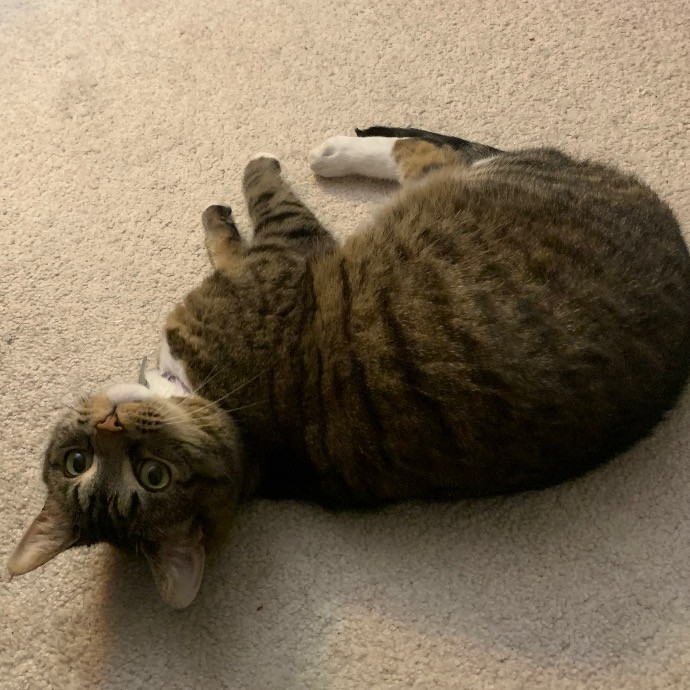 Pawsitively Alaina Your Trusted Cat Concierge