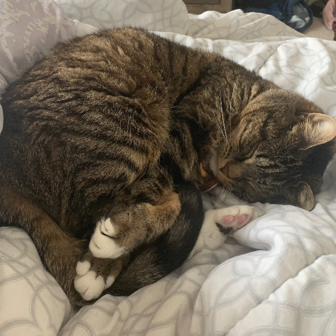 Pawsitively Alaina Your Trusted Cat Concierge