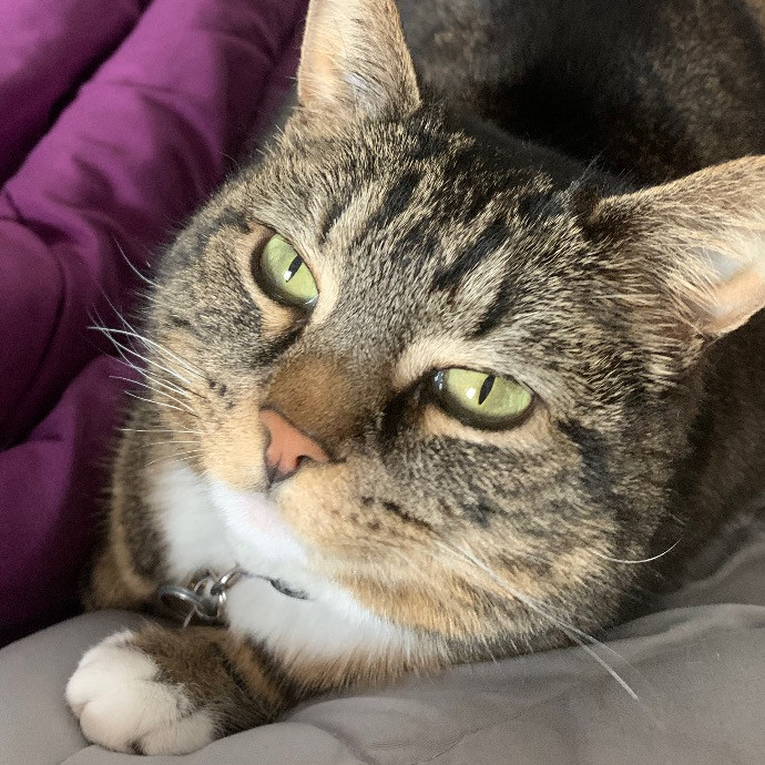 Pawsitively Alaina Your Trusted Cat Concierge