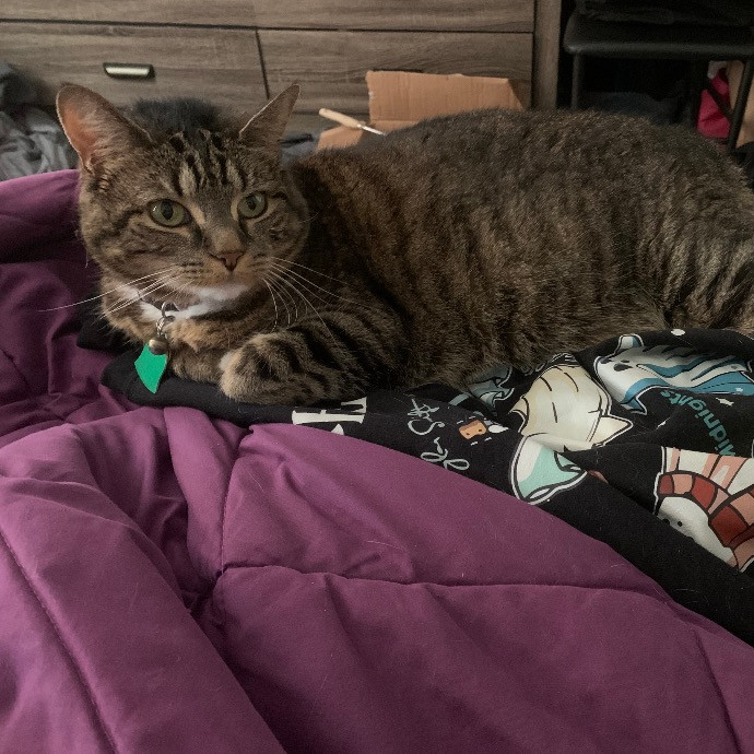 Pawsitively Alaina Your Trusted Cat Concierge