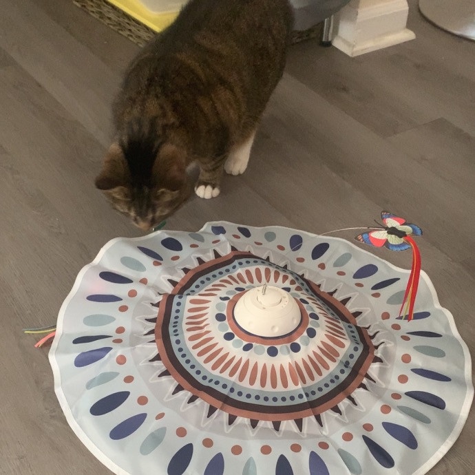 Pawsitively Alaina Your Trusted Cat Concierge