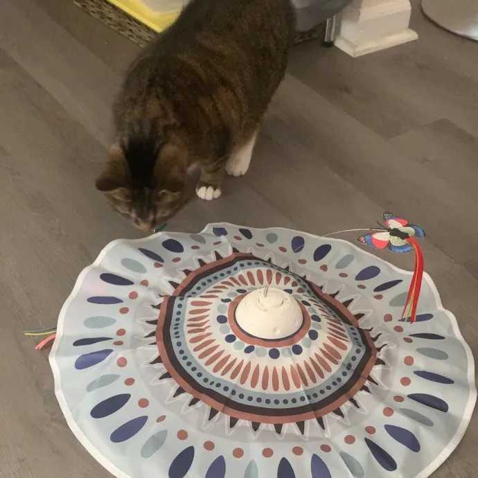 Pawsitively Alaina Your Trusted Cat Concierge