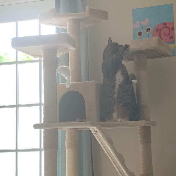 Pawsitively Alaina Your Trusted Cat Concierge