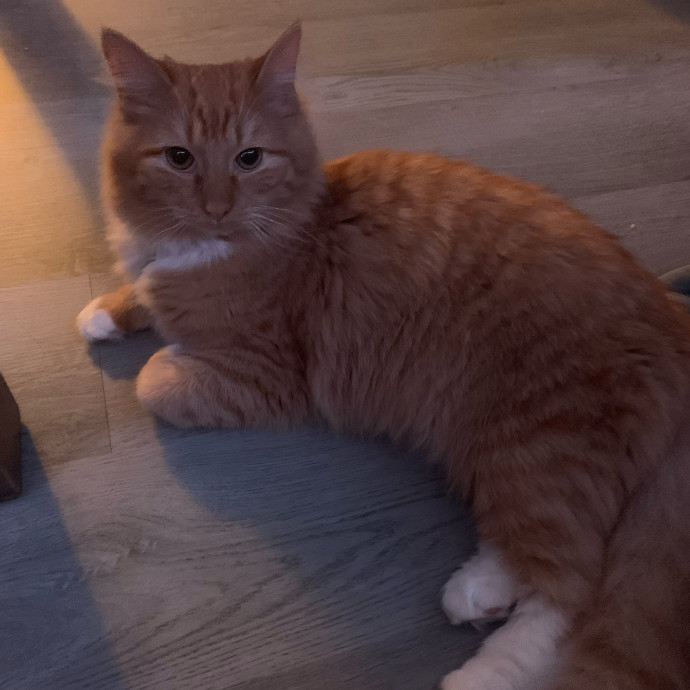 Pawsitively Alaina Your Trusted Cat Concierge