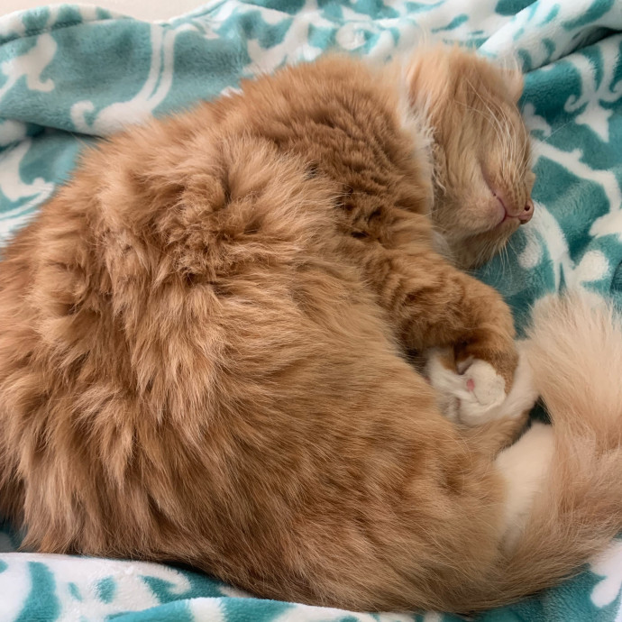 Pawsitively Alaina Your Trusted Cat Concierge