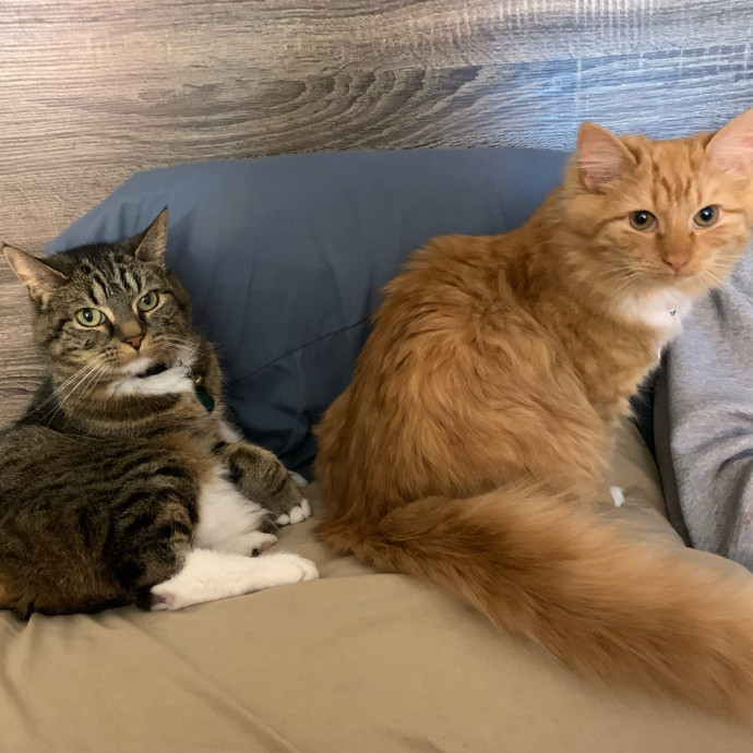 Pawsitively Alaina Your Trusted Cat Concierge