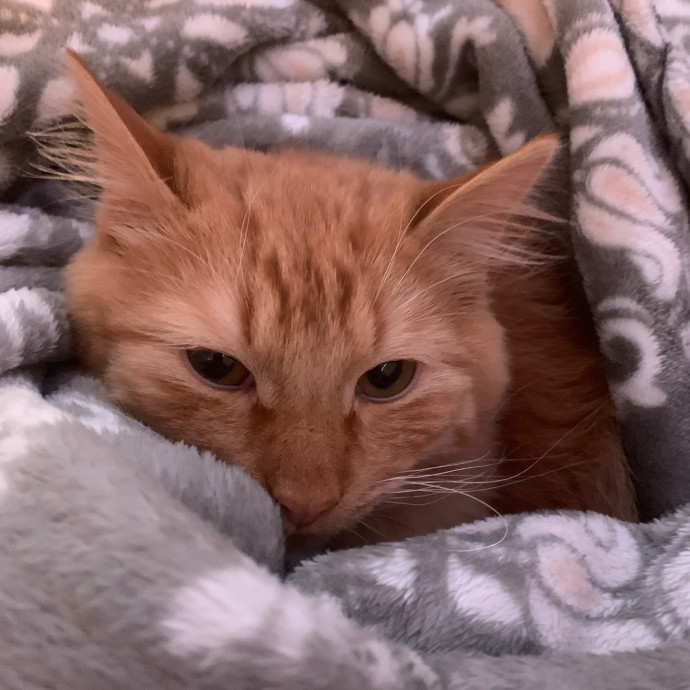 Pawsitively Alaina Your Trusted Cat Concierge