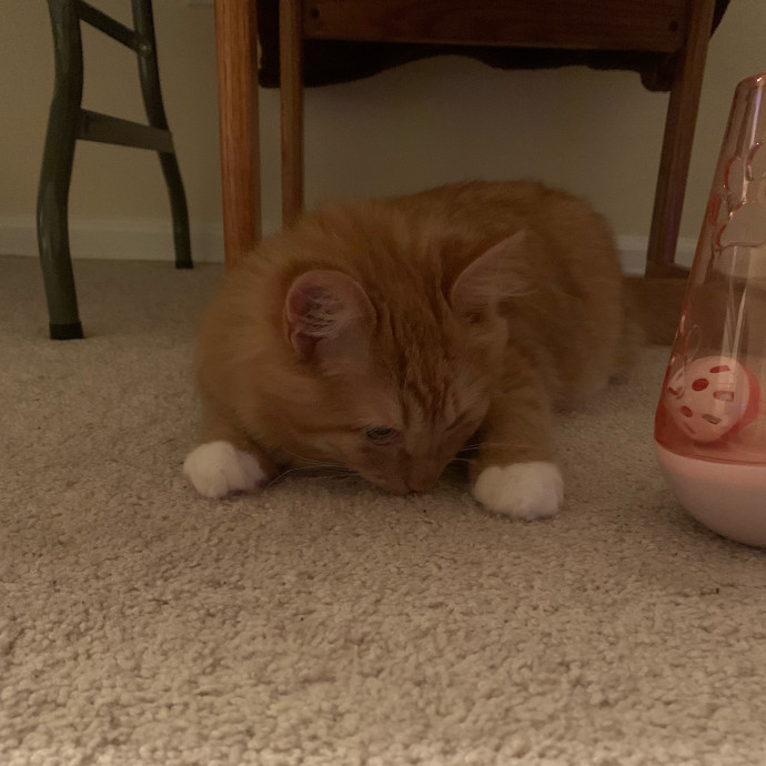 Pawsitively Alaina Your Trusted Cat Concierge