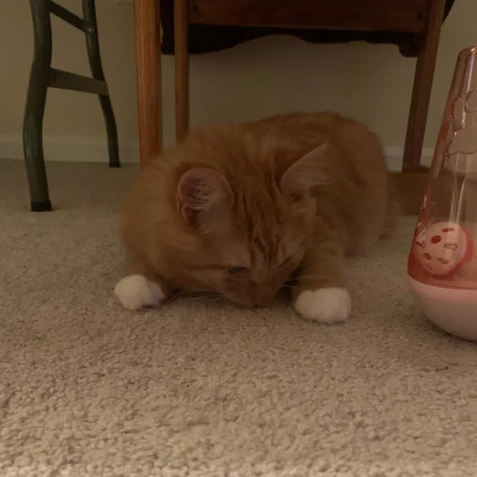 Pawsitively Alaina Your Trusted Cat Concierge