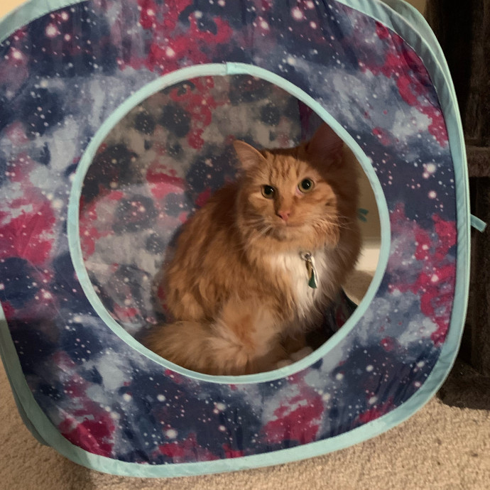 Pawsitively Alaina Your Trusted Cat Concierge