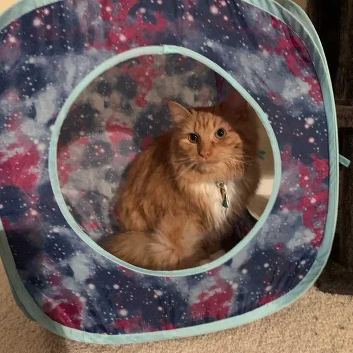 Pawsitively Alaina Your Trusted Cat Concierge
