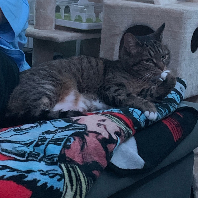 Pawsitively Alaina Your Trusted Cat Concierge