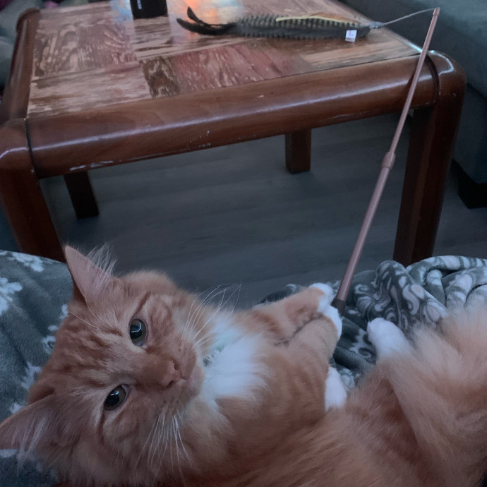 Pawsitively Alaina Your Trusted Cat Concierge