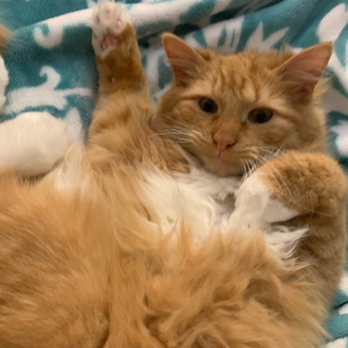 Pawsitively Alaina Your Trusted Cat Concierge