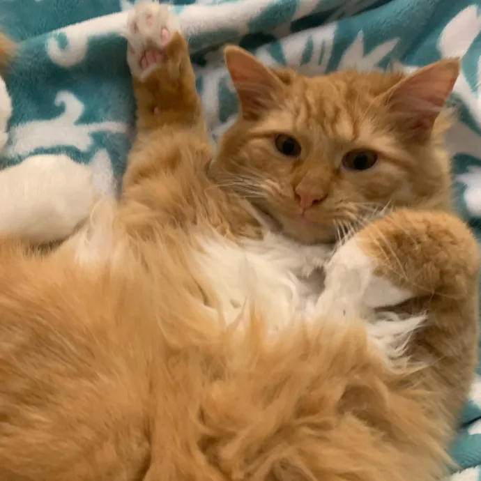 Pawsitively Alaina Your Trusted Cat Concierge