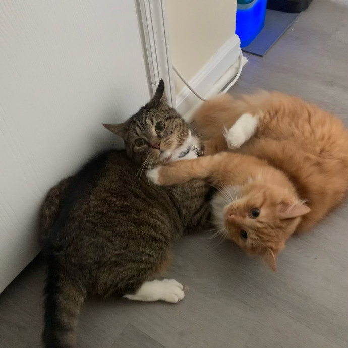 Pawsitively Alaina Your Trusted Cat Concierge