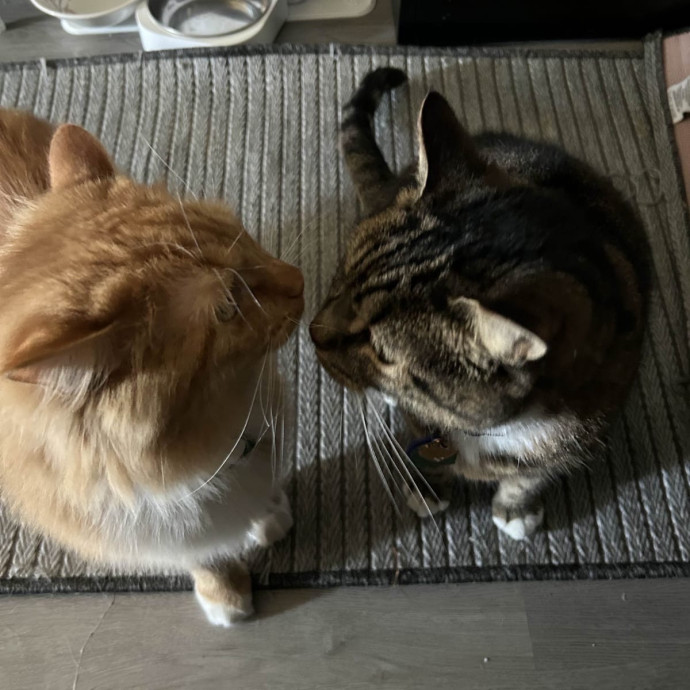Pawsitively Alaina Your Trusted Cat Concierge