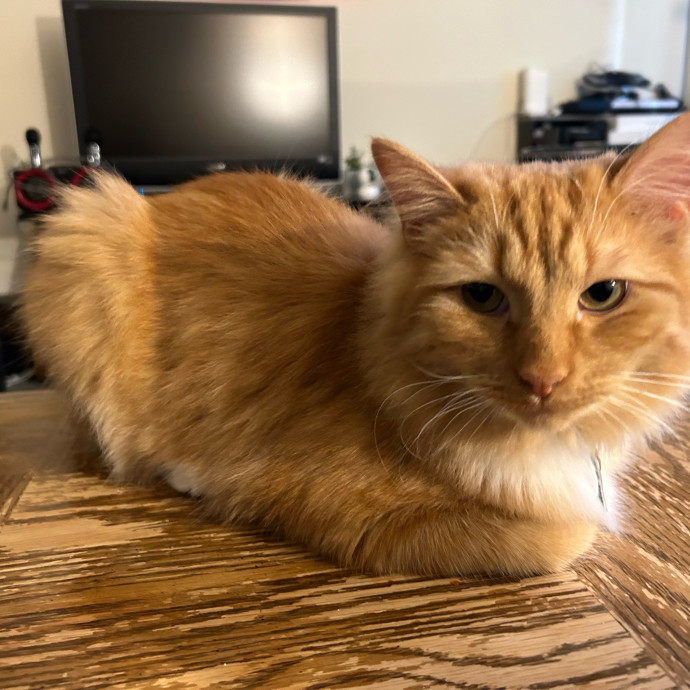 Pawsitively Alaina Your Trusted Cat Concierge