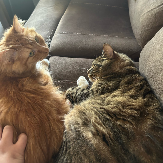 Pawsitively Alaina Your Trusted Cat Concierge