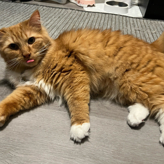 Pawsitively Alaina Your Trusted Cat Concierge