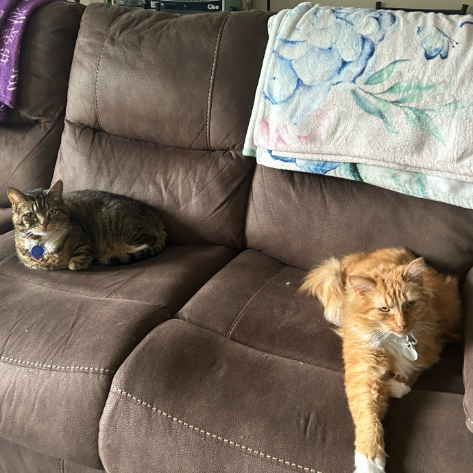 Pawsitively Alaina Your Trusted Cat Concierge