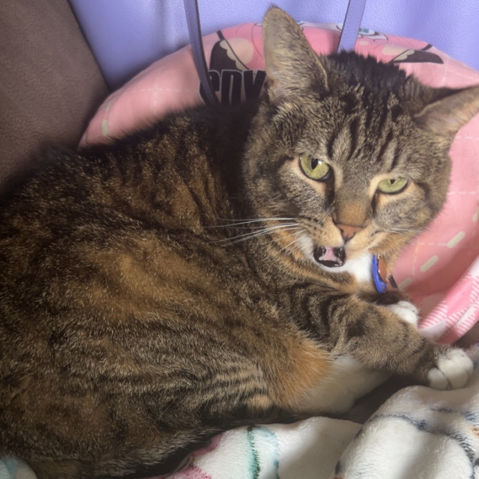 Pawsitively Alaina Your Trusted Cat Concierge