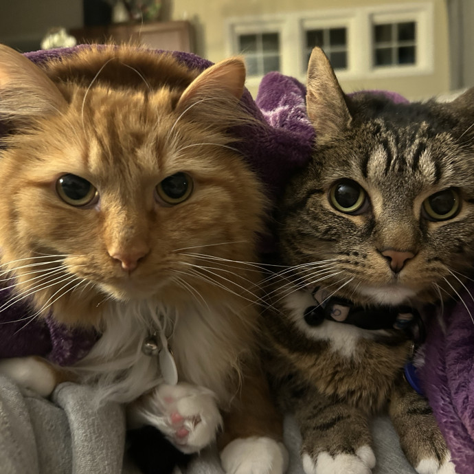 Pawsitively Alaina Your Trusted Cat Concierge