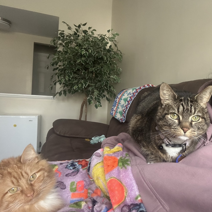 Pawsitively Alaina Your Trusted Cat Concierge