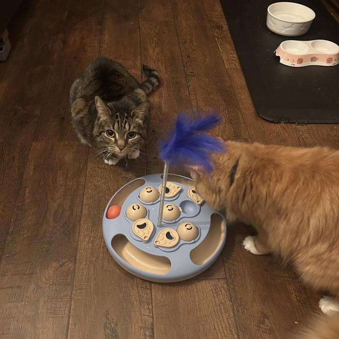 Pawsitively Alaina Your Trusted Cat Concierge