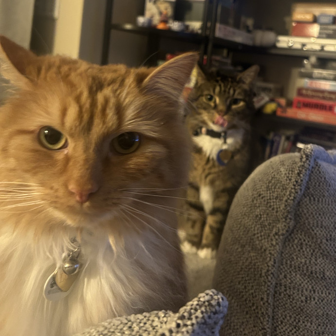 Pawsitively Alaina Your Trusted Cat Concierge photo 3