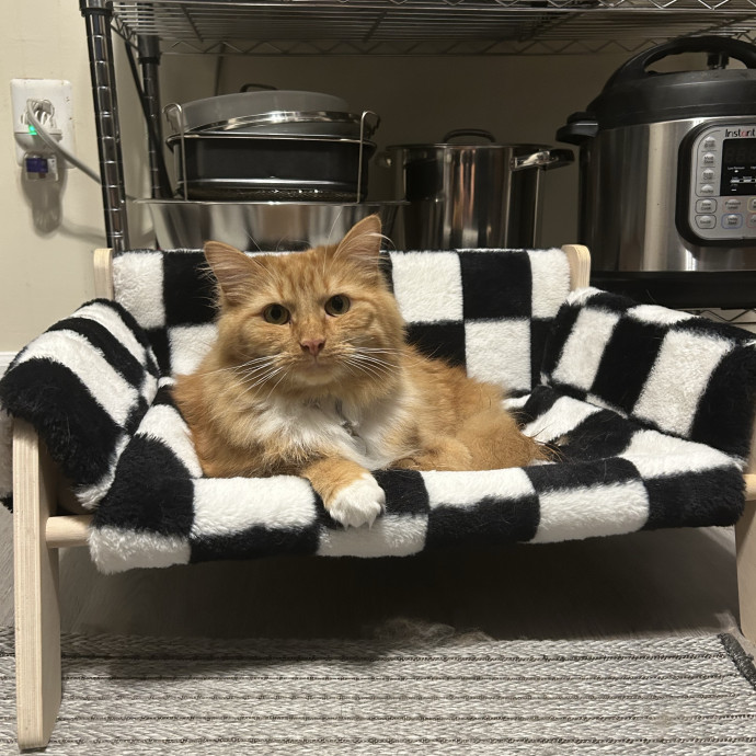Pawsitively Alaina Your Trusted Cat Concierge photo 2