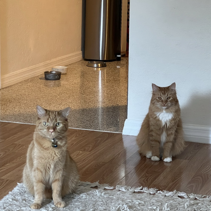 Certified Cat Guy
