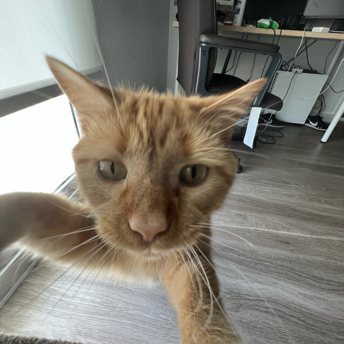 Certified Cat Guy