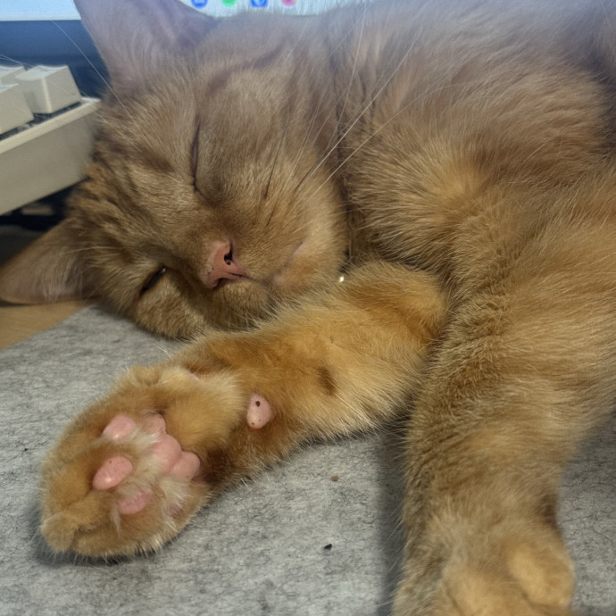 Certified Cat Guy