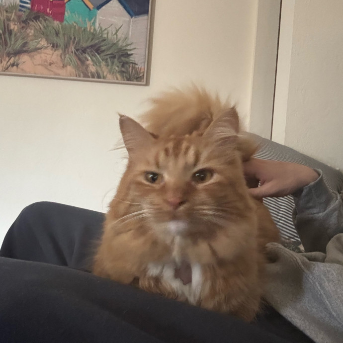 Certified Cat Guy