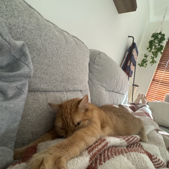 Certified Cat Guy